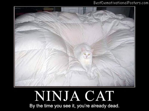 Ninja-Cat-By-the-time-you-see-it,-you’re-already-dead
