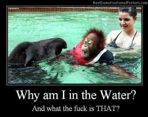 Why-Am-I-In-The-Water-Demotivational-Poster