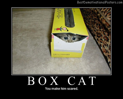 Box-cat-Best-Demotivational-poster