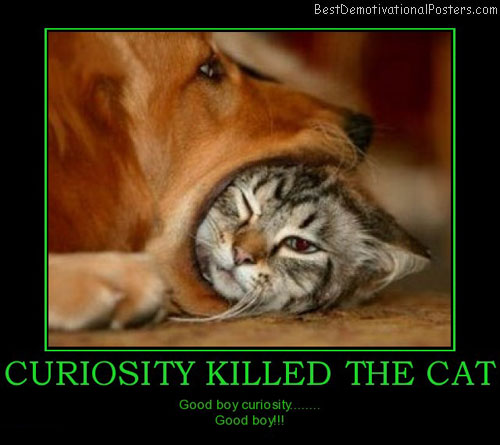 Curiosity Killed The Cat Quotes. QuotesGram