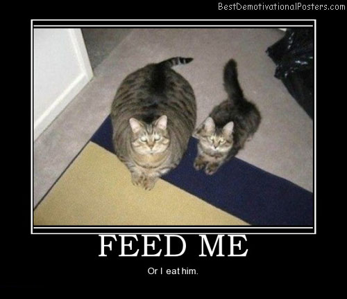 feed-me-fat-cat-best-demotivational-posters