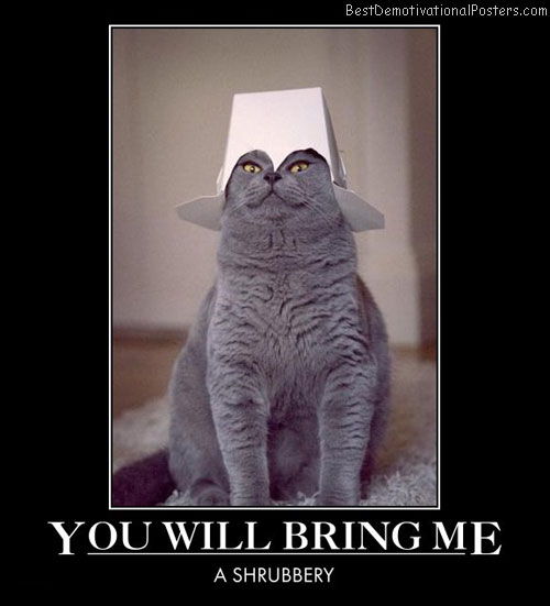 you-will-bring-me-holy-grail-cat-best-demotivational-posters