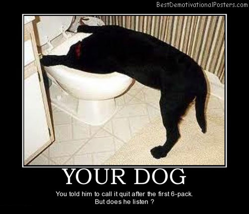 your-dog-hangover-toilet-bowl-animal-best-demotivational-posters