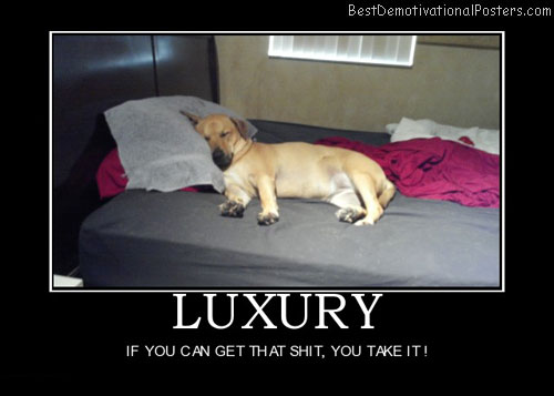 luxury-dog-best-demotivational-posters
