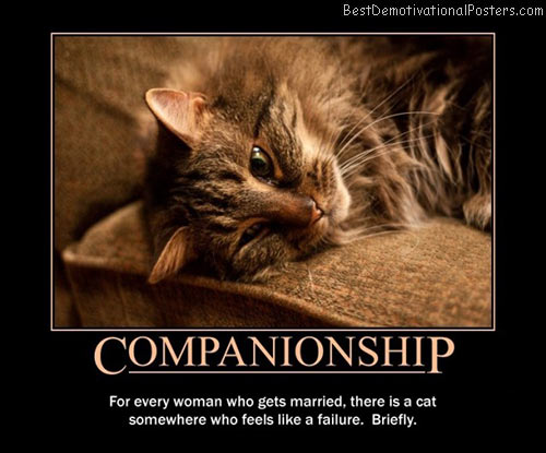 companionship-cat-best-demotivational-posters