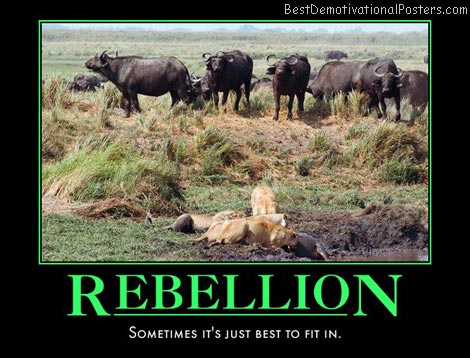 rebel-lion-animals-lions-best-demotivational-posters
