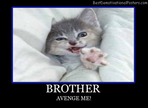 brother avenge cat best-demotivational-posters