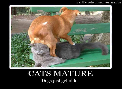 Cats Mature Best Demotivational Posters