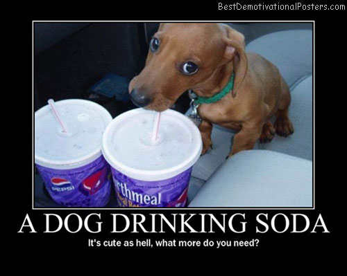 Cute Dog Drinking Soda