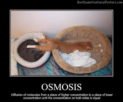 Osmosis Cat Poster