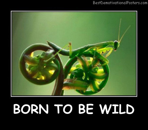 Born To Be Wild On Wheel Best Demotivational Posters