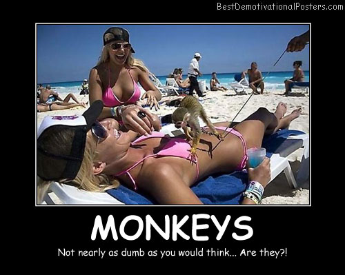 Smart Monkeys Best Demotivational Posters