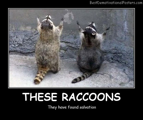These Raccoons Best Demotivational Posters