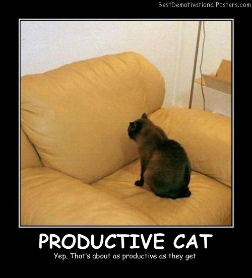 Productive Cat Best Demotivational Posters