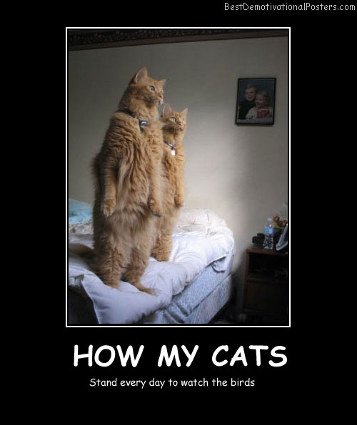 How My Cats-Best Demotivational Posters