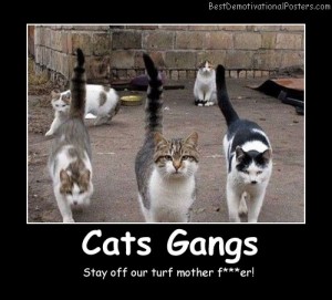 Cats Gangs - Demotivational Poster